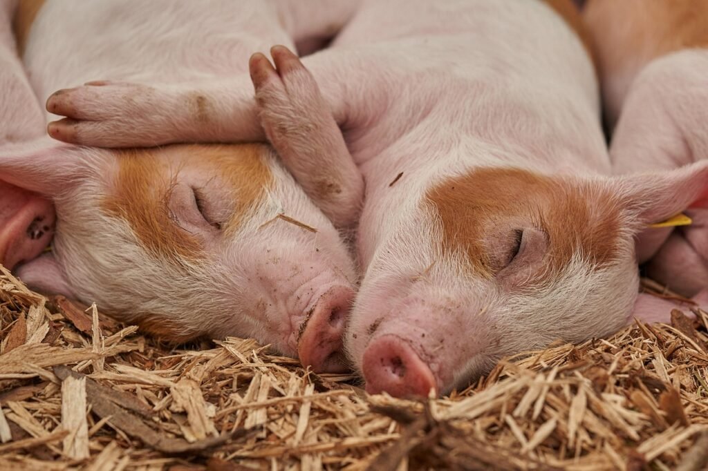 Paupiette de porc : la vraie recette traditionnelle facile